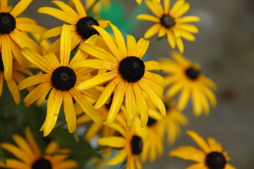 yellow daisies with black middle