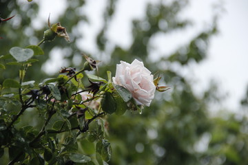 white rose Bud