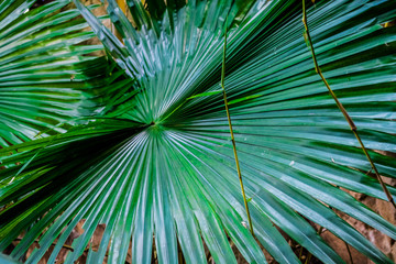 Big leaf of a green tropical palm tree. Greenhouse. Unusual plants. Background or texture.
