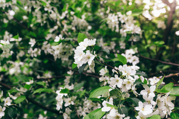 Cherry apple blossoms over blurred nature background.  Spring flowers. Spring Background with bokeh. spring blossom