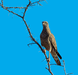 Juvenile Pale Chanting Goshawk