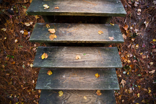 A wooden staircase along the Sweetgum Swamp Trail.