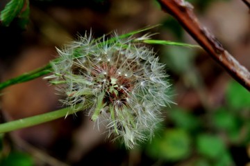 dandelion with its seeds on a thin stalk close-up