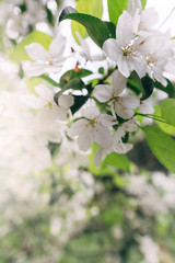 Cherry apple blooms in the sun and rain spray over the blurred background of nature. Spring flowers. Spring Background with bokeh. spring blossom . summer mood. space for text.  sunlight. vertical