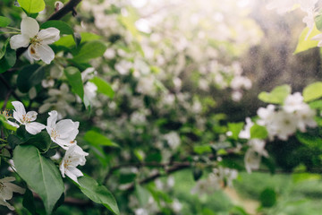 Cherry apple blooms in the sun and rain spray over the blurred background of nature. Spring flowers. Spring Background with bokeh. spring blossom . summer mood. space for text.  sunlight. rain