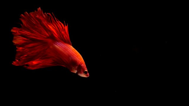 Siamese fighting fish betta movemetn on black background slow motion