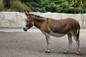Naklejka na ściany i meble Full body of domestic brown donkey on the farm
