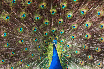 Obraz premium Peacock in Portugal