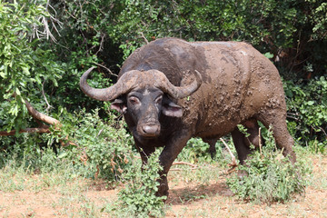 Obraz premium Kaffernbüffel / Buffalo / Syncerus caffer