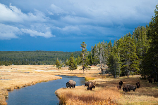 Bison near Nez Perce Creek on a stormy day in Yellowstone National Park in autumn.