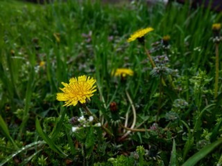  dandelions