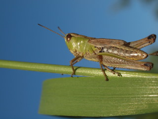 Macro of a green grasshopper balancing on a blade of grass