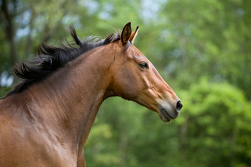 braunes Pferd Warmblut mit viel Vollblut auf der Weide hübscher muskulöser Wallach galoppiert über eine wiese 