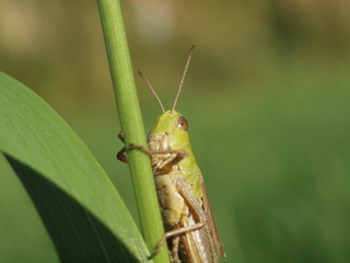 Macro of a green grasshopper balancing on a blade of grass