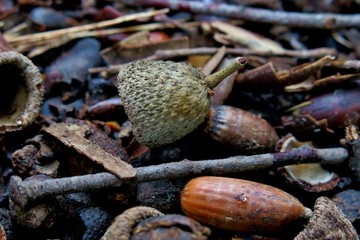 the ground in the forest is covered with acorns close up