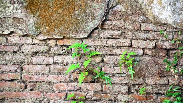 4K Grungy urban background of a brick old more than 150 years grungy texture grey concrete tree on wall texture patterns	