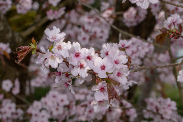 Blüten der japanischen Zierkirsche im Detail