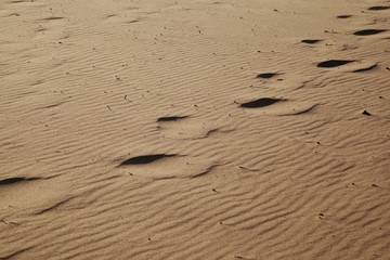 Background texture of wavy sand. Annual growth of area of sand. Sand dunes with footsteps for holiday vacation concept
