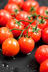 Fresh organic wet cherry tomatoes bunch closeup on black background.