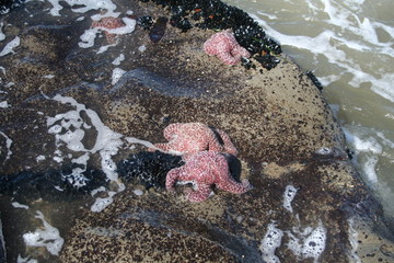 starfish love