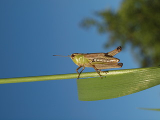 Macro of a green grasshopper balancing on a blade of grass