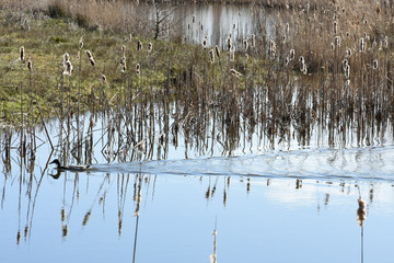 Cattails and duck in pond near river Oude IJssel