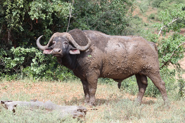 Kaffernbüffel / Buffalo / Syncerus caffer