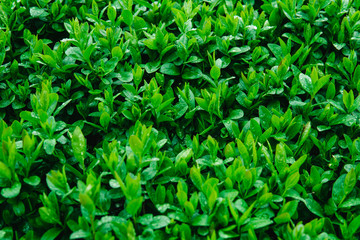 Fototapeta na wymiar Fresh young green leaves of a shrub covered with water drops.