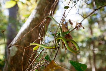 A green snake along the popular 2.25 mile Sweetgum Swamp loop trail at the Nags Head Woods Preserve.