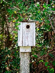 Old Birdhouse in Woods