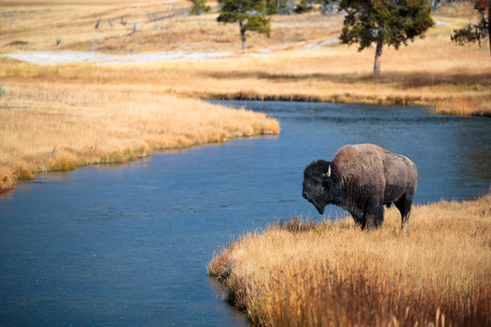 Bison near Nez Perce Creek on a stormy day in Yellowstone National Park in autumn.