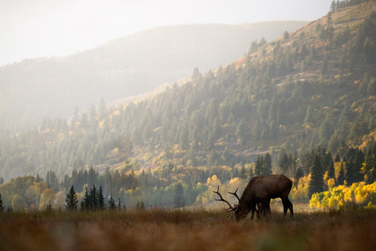 Elk grazing just outside of Telluride, Colorado in the fall, the colorful aspen trees lit up in the distance.