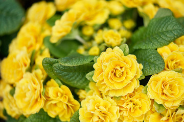 Bouquet of yellow flowers