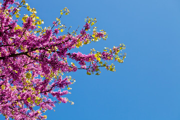 Branches with fresh pink flowers in the morning sunlight.