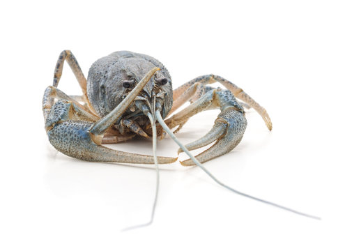 One river blue crayfish.