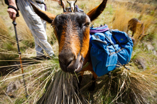 A friendly pack goat on the scenic Snake River National Recreation Trail (#102) along the Oregon-Idaho border in Hells Canyon. The canyon is the deepest river gorge in North America with more than a mile of vertical elevation between the river floor and nearby peaks in the Seven Devil Mountains.