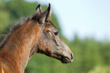 Stutfohlen auf der Weide