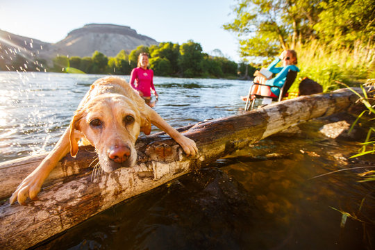 Yellow Lab Climbing On Log In Deschutes River In Oregon, USA