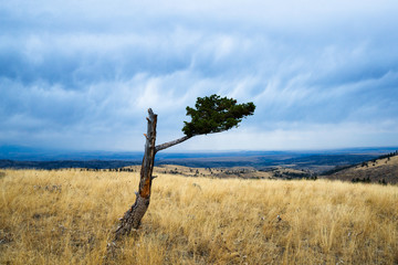 Windblown tree on a stormy day in the Paradise Valley, Montana.