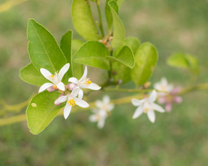 Lemon tree flowers