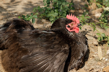 Naklejka premium Portrait of domestic black hen on the farm