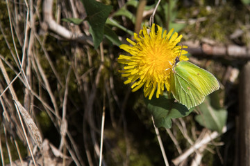 Schmetterling auf einer Blüte vom Löwenzahn