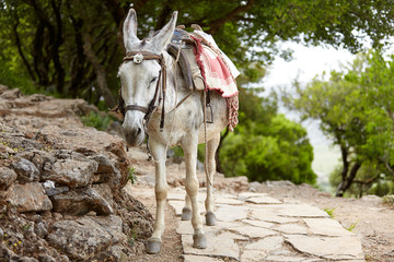 Gray donkey waiting for the rider. Descent along the mountain path. Summer trip to Greece. Beast of burden. - 262090452