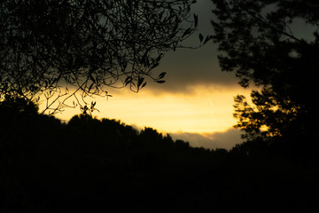 sunset among trees