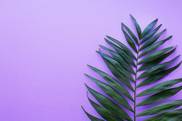tropical palm leaf on purple bright background
