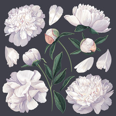 Set of floral elements with white peonies flowers and leaves. Hand drawn, vector botanical flora for decoration, wedding invitation, patterns, wallpapers, fabric, wrapping paper. Realistic style. © MPetrovska