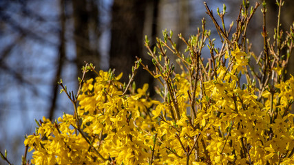 Large blooming forsythia bush blooming in the spring garden