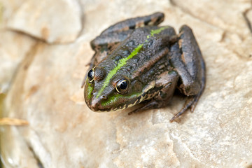 A little beautiful brown frog with a green stripe on its back and a muzzle sits on a beige marble stone. - 262091622