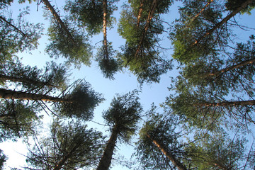 Fototapeta premium Tall pine trees in a coniferous forest in a circle on a background of summer blue sky
