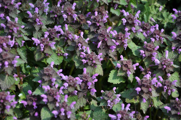 Natural overgrown Lamium purpureum